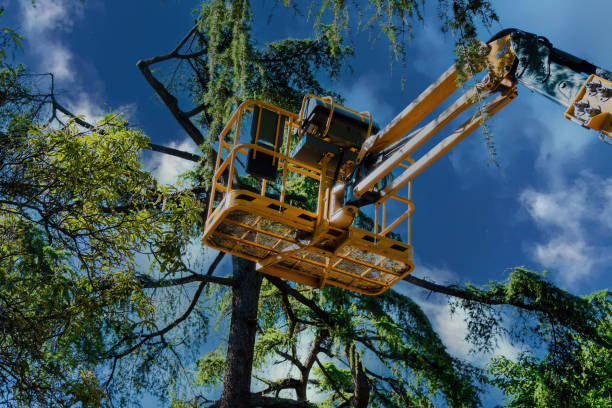 Reliable Orangeburg, SC Tree Service Solutions